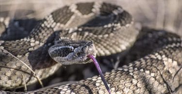 Diamondback snake in desert with tongue out.