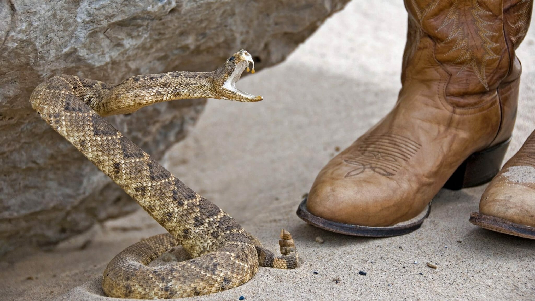 boots to protect from snakes