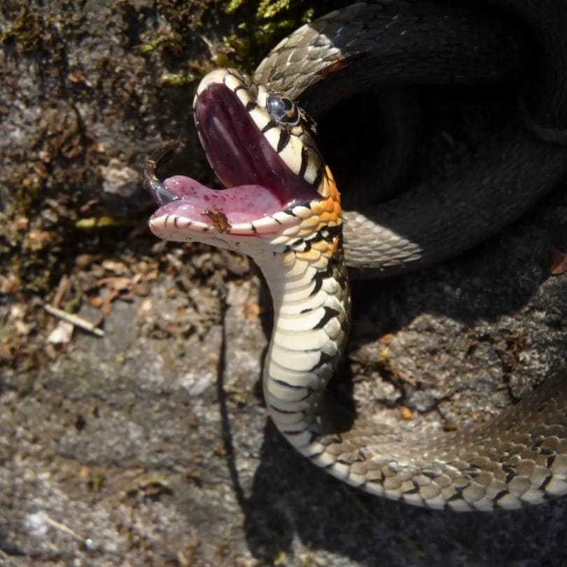 Snake with its mouth open in summer ready to bite.