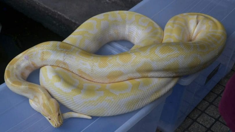 Yellow and white boa constrictor python on plastic containers.